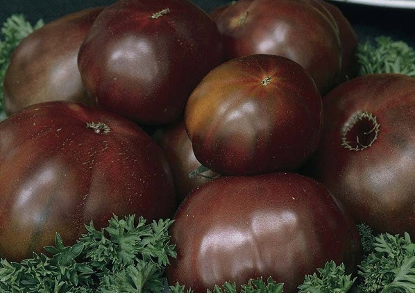 черноплодные томаты