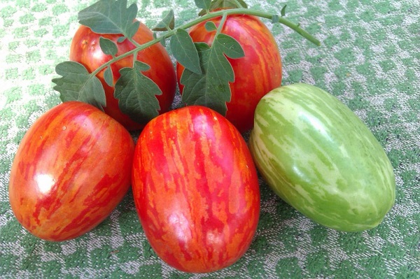 Лучшие сорта ранних помидоров для открытого грунта