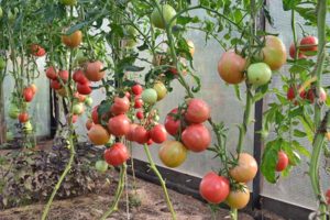 томаты для теплиц Урала