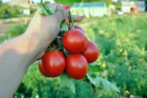 помидоры для открытого грунта