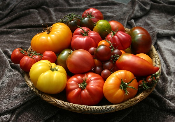 томаты для Ленинградской области