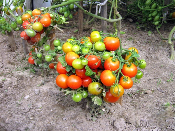 Лучшие сорта ранних помидоров для открытого грунта